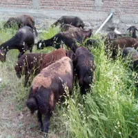 خرید وفروش گوسفند زنده|حیوانات مزرعه|تهران, بوستان شیان|دیوار