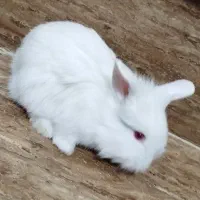 بچه خرگوش لپ فرانسوی|موش و خرگوش|یزد, |دیوار