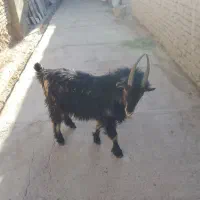 پیش رو|حیوانات مزرعه|بروجن, |دیوار