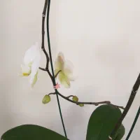 ارکیده فالانوپسیس سفید