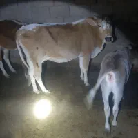 گاو|حیوانات مزرعه|کرخه, |دیوار