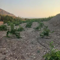 باغ مرکبات منطقه فسارود