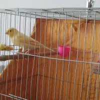 یک جفت قناری|پرنده|برخوار, |دیوار