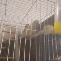 کوتوله|پرنده|مشهد, بهارستان|دیوار