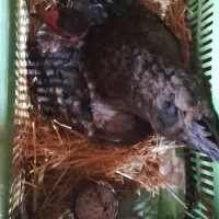 مرغ کرچ گردن لختی ب همراه جوجه هاش