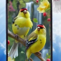 گوشی ردمی۱۴c (شیائومی)