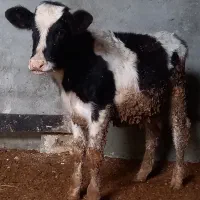 گوساله نر|حیوانات مزرعه|ماهیدشت, |دیوار