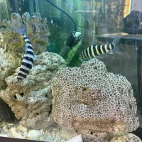 ماهی بارب زندانی