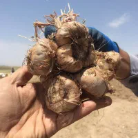 پیاز زعفران ، سورت شده ،بدون خاک ،گلخانه ای،بنه|عمده‌فروشی|اصفهان, امامزاده اسماعیل|دیوار