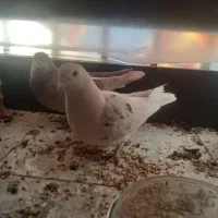 دو عدد کبوتر جفت