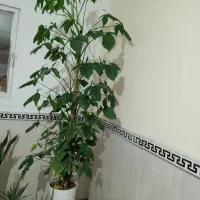 گل طبیعی|گل و گیاه طبیعی|بهارستان, |دیوار