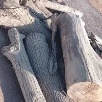 فروش چوب گردو خشک و بدون پوسیدگی