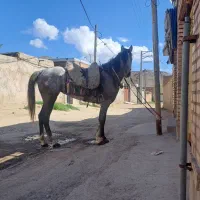 اسب مادیان تروبرد ۴ ساله