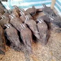 پرنده زینتی 3 ماهه|پرنده|رشت, صفاری|دیوار