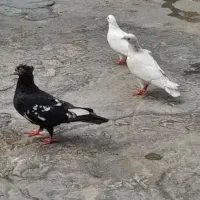 کبوتر