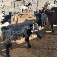 ۲۵ بز ( فروش به تعداد دلخواه مشتری)|حیوانات مزرعه|پلدختر, |دیوار