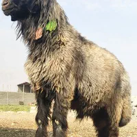 قوچ شاخی سه ران|حیوانات مزرعه|شیراز, گچی|دیوار