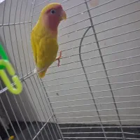 طوطی برزیلی جفت