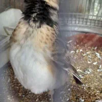 قناری سهره قناری|پرنده|زرند, |دیوار