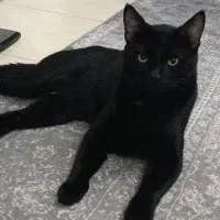 گربه