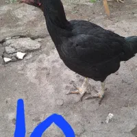 خروس لاری اصیل و۲ تا مرغ لاری اصیل وزن بالا فروشی|حیوانات مزرعه|لاهیجان, لیالستان|دیوار