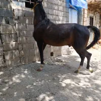 اسب کورد شش ساله..