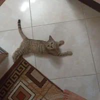 واگذاری بچه گربه