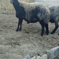 دوراس گوسفند کردستانی آبستن