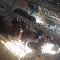 بره نر پایی پروار۳۵ تا ۵۰