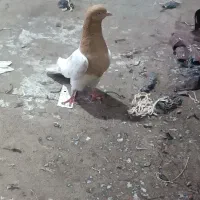 کبوتر کرمانی ماده