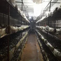 آموزش تولید قارچ خوراکی|خدمات آموزشی|شوشتر, |دیوار