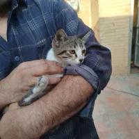 بچه گربه بامزه|گربه|رفسنجان, |دیوار