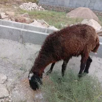 گوسفند