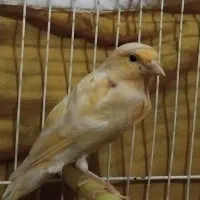 ماده اماده|پرنده|مشهد, تربیت (صدف)|دیوار