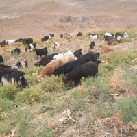 بزغاله دشتی