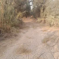 باغ زیتون، جمال آباد، ۳۶۰۰ متری|فروش زمین و ملک کلنگی|لوشان, |دیوار