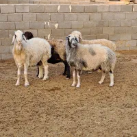 فروش ۴راس میش سالار