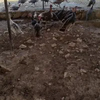بوقلمون