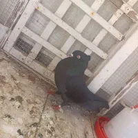 بوشهری قدیمی