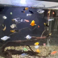 ماهی زینتی|ماهی|لاهیجان, آهندان|دیوار