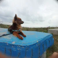 پامر روباهی