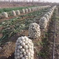 پیاز سفید جیرفت