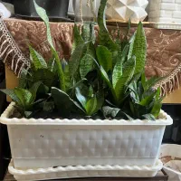 گلهای سالم و سرحال|گل و گیاه طبیعی|اراک, |دیوار