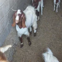 گوسفند فروشی