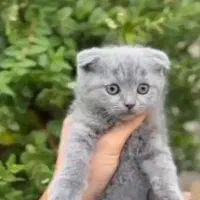 گربه اسکاتیش فولد|گربه|کرمان, |دیوار