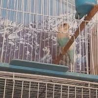 عروس هلندی و مرغ عشق|پرنده|آذرشهر, |دیوار