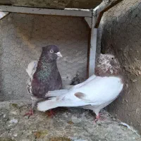 کبوتر کفتر کله و پولکی