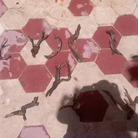 ریشه و تنه درخت آبنوس|ماهی|شیراز, شهرک سراج|دیوار