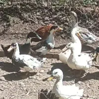 اردک