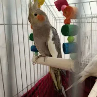 عروس نر ماده